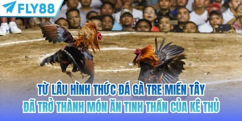 Từ lâu hình thức đá gà tre miền tây đã trở thành món ăn tinh thần của kê thủ